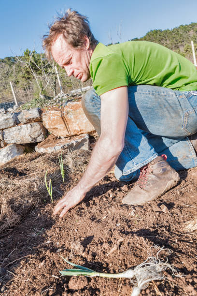 istock Man Planting Organic Onion in the Vegetable Plot 1235783269