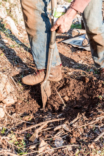 istock Man Preparing the Vegetable Garden Soil for a Spring Planting 1235783273