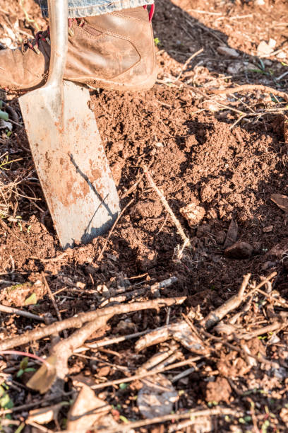 istock Man Preparing the Vegetable Garden Soil for a Spring Planting 1235783276