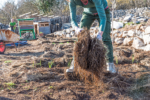 Woman in the Organic Vegetable Garden Covering Freshly Plant Seedlings with Straw Mulch