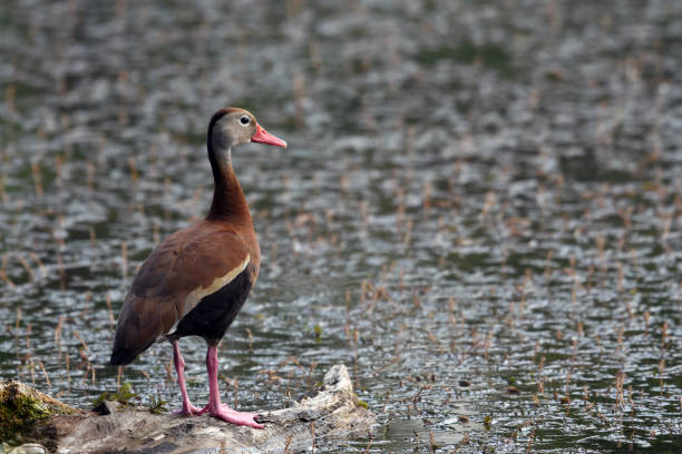 istock Black bellied Whistling Duck on pond 1235787465