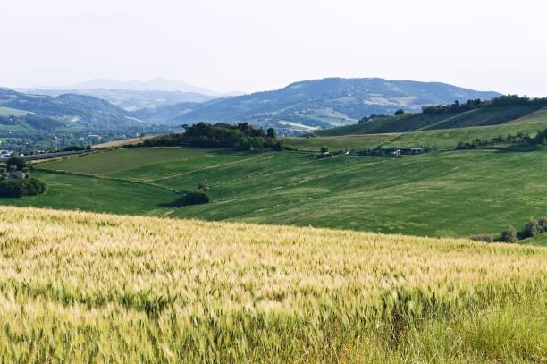 la regione marche, che confina con la toscana, è ricca di paesaggi collinari con prati verdi e campi agricoli e frumento (italia, europa) - panoramic mountain cloudscape borders foto e immagini stock
