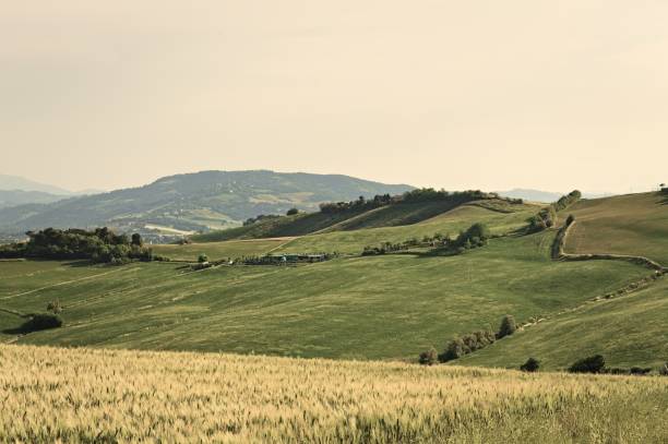 la regione marche, che confina con la toscana, è ricca di paesaggi collinari con prati verdi e campi agricoli e frumento (italia, europa) - panoramic mountain cloudscape borders foto e immagini stock