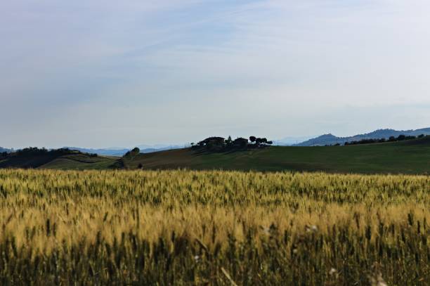 la regione marche, che confina con la toscana, è ricca di paesaggi collinari con prati verdi e campi agricoli e frumento (italia, europa) - panoramic mountain cloudscape borders foto e immagini stock