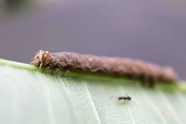 Brown caterpillar on a leaf, eating and crawling on green leaves