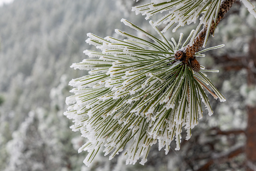 Diseased Pinyon Pine Fallen Tree Dead on Ground - Fallen tree with rust colored needles and dusting of fresh snow in winter.