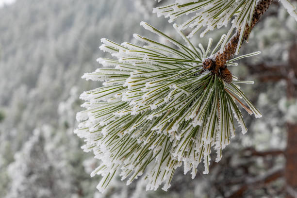 pinheiros congelados - bench winter snow mountain - fotografias e filmes do acervo