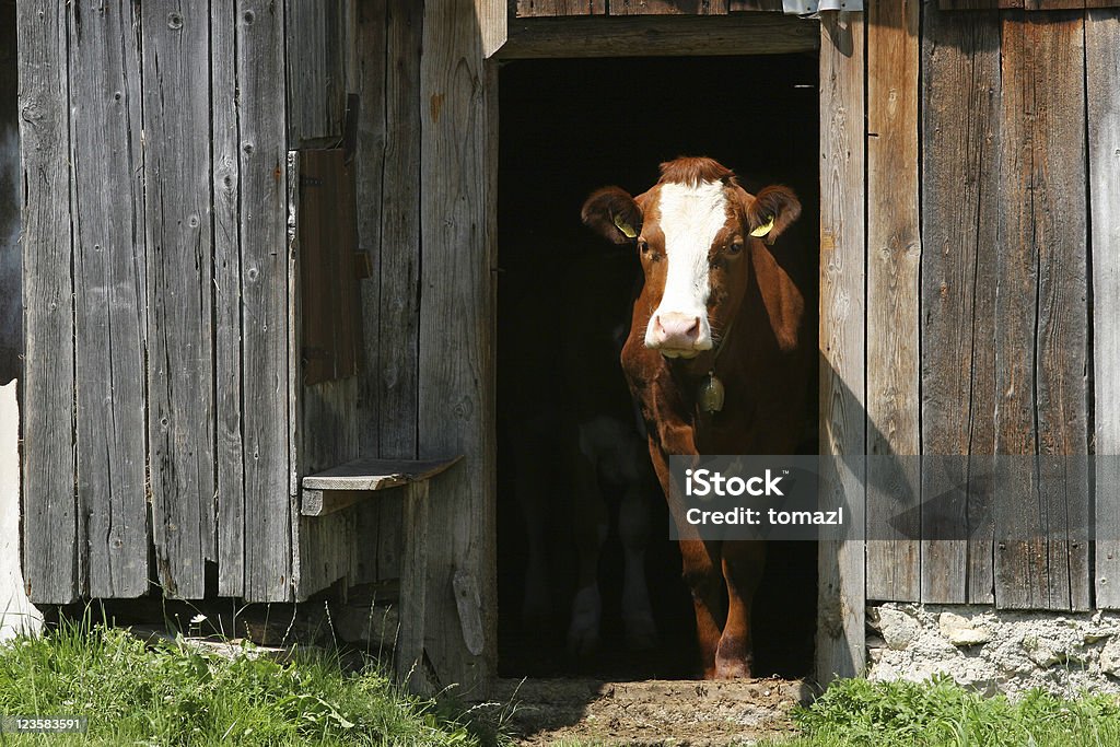 Un fienile di mucca uscita - Foto stock royalty-free di Fienile