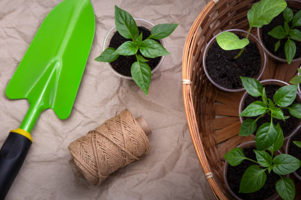 istock Spring Seedlings Sprouting In Tray and garden tools on paper, garden work concept. 1235843939