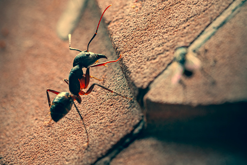 In this tilt macro image, an ant stands on floor.