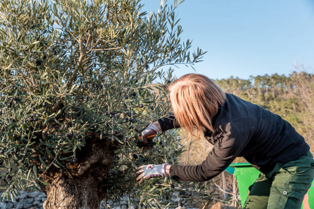 istock Woman Pruning Old Olive Tree on Organic Farm in Springtime 1235871485