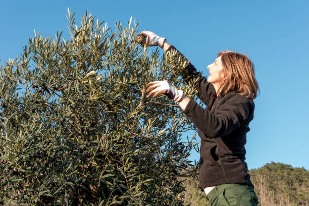 istock Woman Pruning Old Olive Tree on Organic Farm in Springtime 1235871487