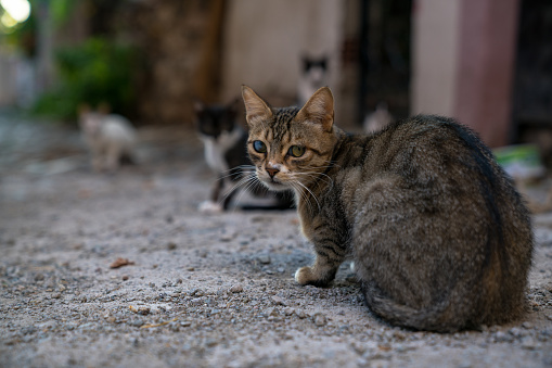 Cute tabby cat sitting in picturesque ancient cobblestone alley with arches in medieval Old Town of Rhodes, Dodecanese, Greece