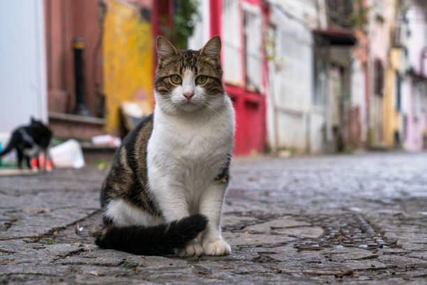 ストリート子猫 - beautiful red fur small ストックフォトと画像