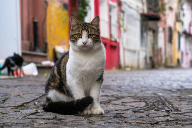 Street Kitten Fatih - Turkey, Kitten, Group Animals, Stray Cat, Adult, Outside grey cat white paws stock pictures, royalty-free photos & images