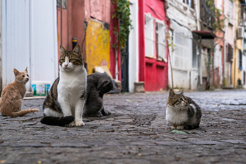 Fatih - Turkey, Kitten, Group Animals, Stray Cat, Adult, Outside