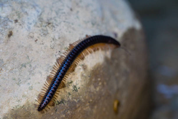 Millipede