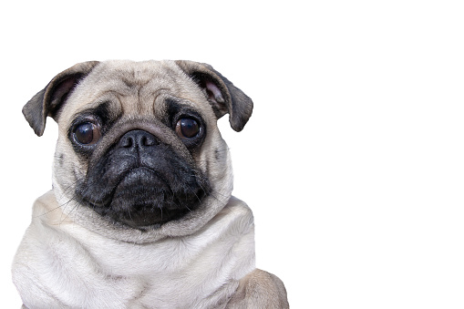 Fat pug isolated on a white background with copy space. Big sad eyes. Closed mouth. Horizontal