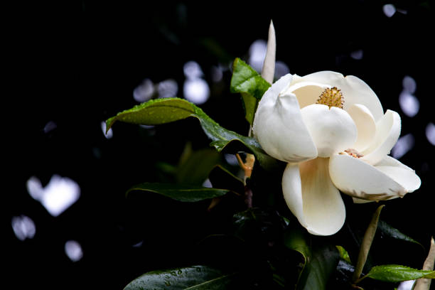 magnolia blossom - magnolia southern usa white flower imagens e fotografias de stock