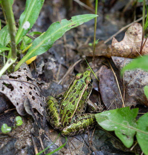 Iberian waterfrog, Iberian green frog, autumn leafs wet and the frog on themPelophylax perezi
