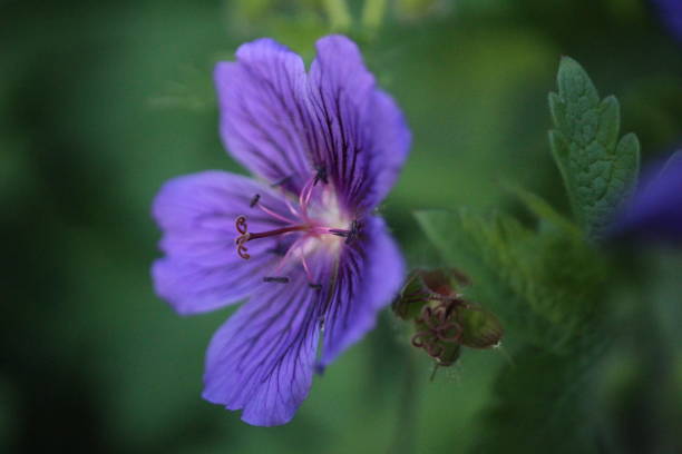 istock Flower - Purple Wildflower 1235972121