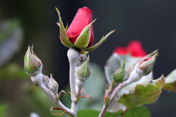 Fungal disease powdery mildew on a rose flower. White spots and plaque on leaves and stems. Close up. mildew stock pictures, royalty-free photos & images