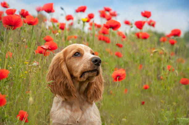 un adorabile cucciolo di spaniel russo bianco-rosso si siede nell'erba verde in un campo con papaveri in fiore. il cucciolo guarda il proprietario. cane da caccia. messa a fuoco selettiva. colpo alla testa. - russian shot foto e immagini stock