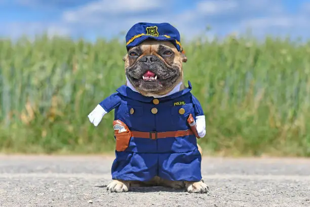 Funny fawn colored smiling French Bulldog dog in police officer costume with fake arms standing in front of meadow