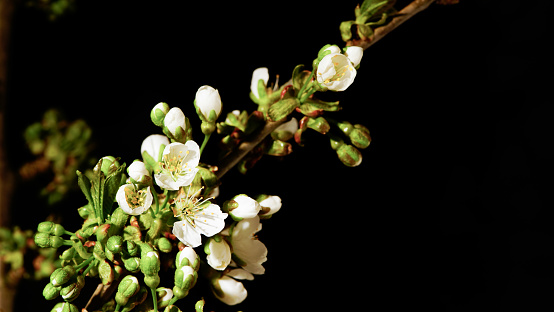 Branch in blossom isolated on black background.