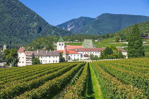 splendid vineyards of the abbey of novacella, in italy, tyrol, ancient alpine monastery, with the monastery in the background, church, bell tower, cellars