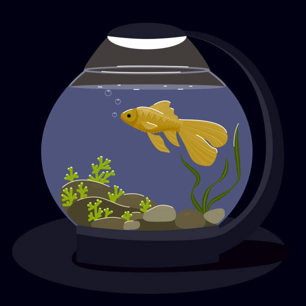 illustrations, cliparts, dessins animés et icônes de un poisson rouge nage dans un aquarium rond avec un éclairage lumineux sur un fond sombre. - fish tank