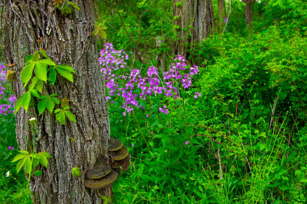 Wildflowers in a native woods-Howard County Indiana