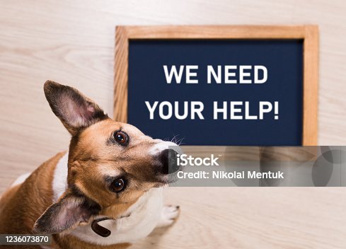 107,614 Helping Animals Stock Photos, Pictures & Royalty-Free Images -  iStock | People helping animals, Kids helping animals