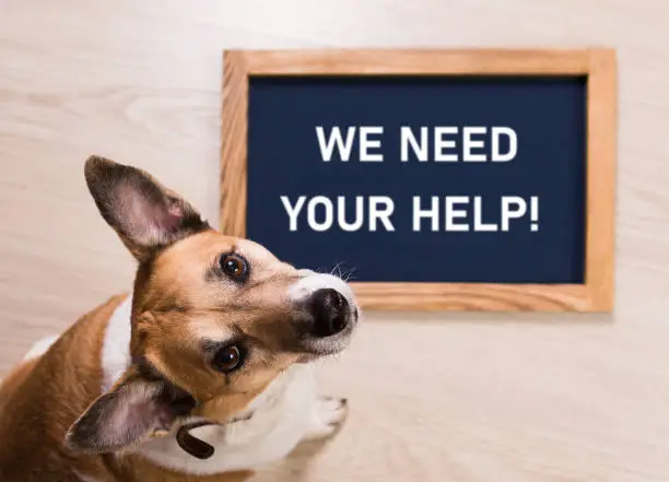 Funny portrait of cute dog with letter board inscription WE NEED YOUR HELP lying on floor.