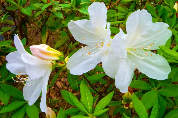 Flowers-Spring Flowers-Helton Head Island-South Carolina