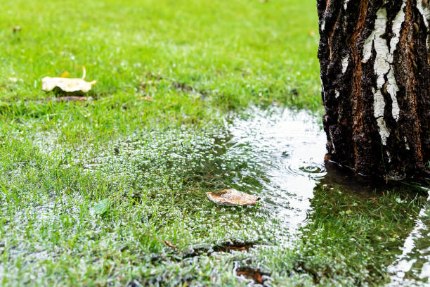 Garden bushes, tree and green grass lawn covered with water due to snow melting thaw and flash high water at spring. Natural disaster deluge flooded house backyard pathway ang greenery at countryside. arbustos de jardín, árboles y césped de hierba verde cubiertos de agua debido al derretimiento de la nieve descongelación y flash de agua alta en el manantial. el diluvio de desastres naturales inundó el camino del patio trasero de la casa ang vegetac
