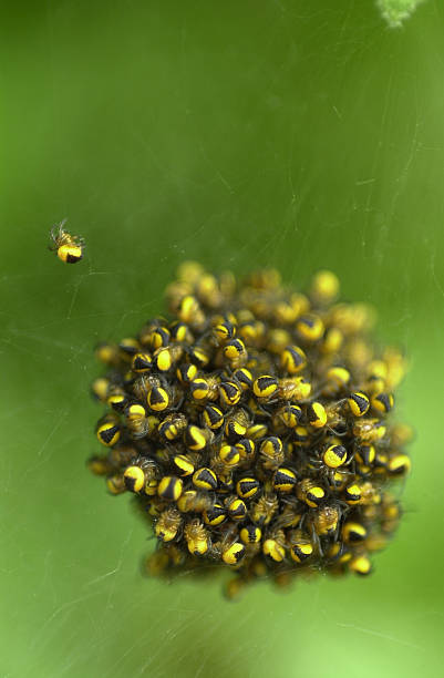garden spiders A mass bundle of yellow baby garden spiders yellow spider stock pictures, royalty-free photos & images