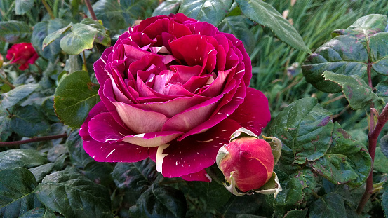 Large, two-colour, red rose, having the white creamy stripes on its petals, with a rose bud aside against its damaged, glossy, dark green leaves in May.
