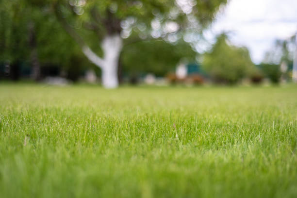 istock juicy perfect lawn in the backyard 1236109723