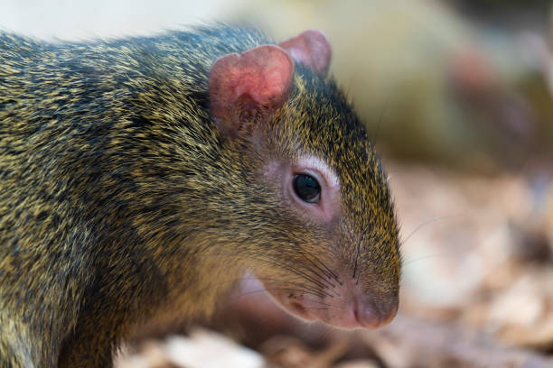 грызун агути - agouti стоковые фото и изображения