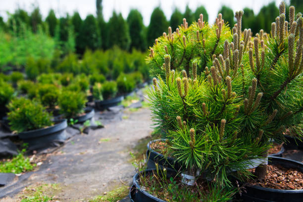 istock Saplings coniferous trees in pots in plant nursery 1236124242