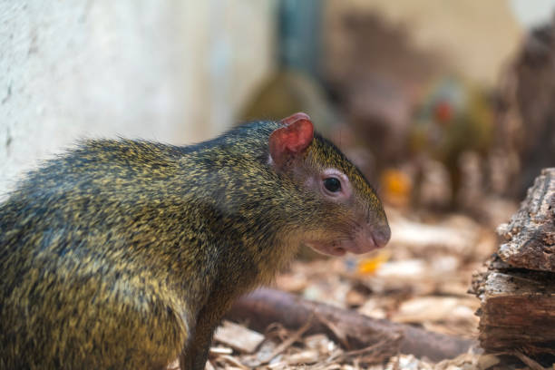 Agouti rodent Agouti rodent dasyprocta punctata photos stock pictures, royalty-free photos & images