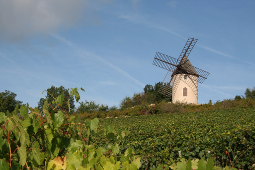 typical windmill in a burgundy vineyard 