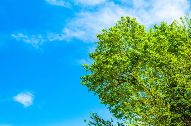 top of the green tree on the blue background of a summer sky - treetop tree sky blue imagens e fotografias de stock