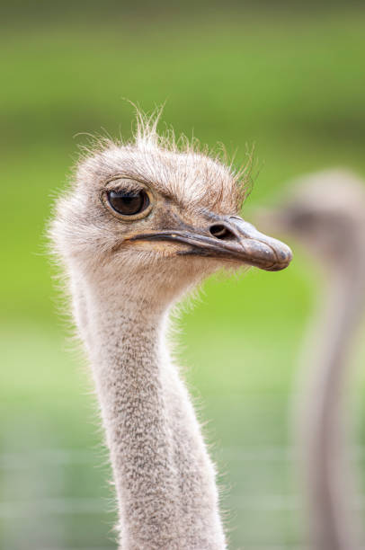 istock Close-up Head Shot of Ostrich 1236167678