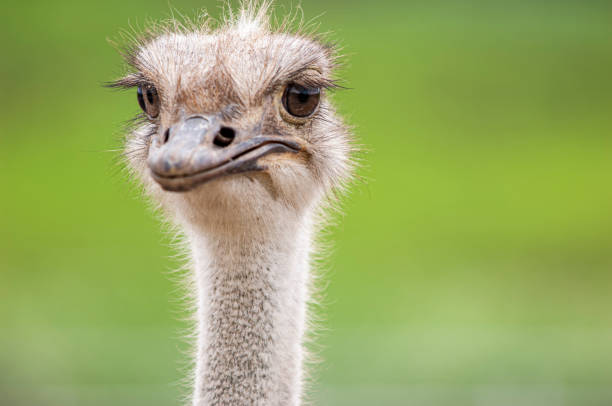 istock Close-up Head Shot of Ostrich 1236174359