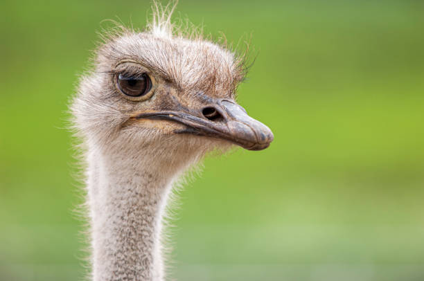 istock Close-up Head Shot of Ostrich 1236176940