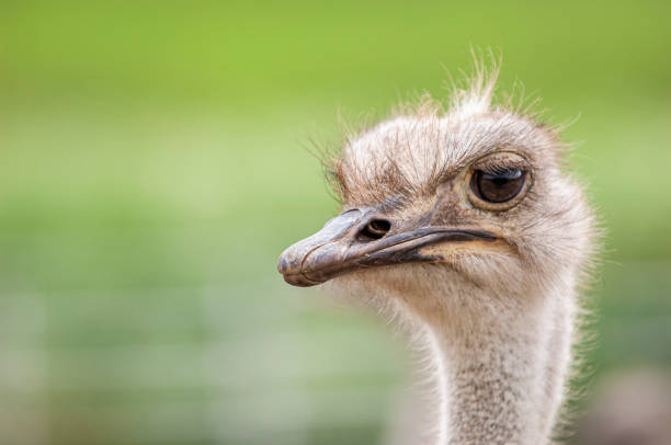 istock Close-up Head Shot of Ostrich 1236178985