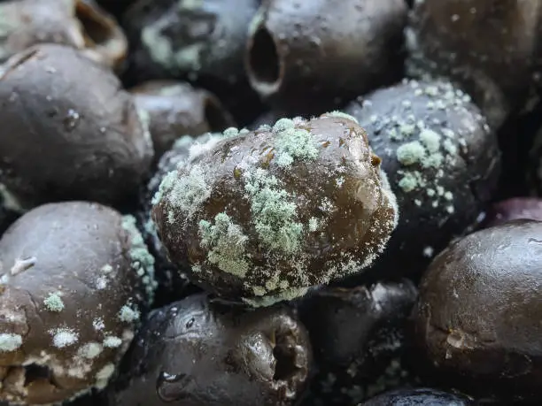 Macrophotography of spoiled olives with white green mold. Mold fungus on stale olives. Food forgotten in the fridge. Improper or too long food storage. Close-up.
