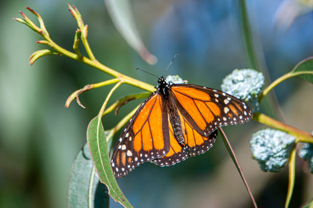 istock Close-up of Monarch Butterfly on Branch 1236191399